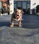 Picture of Mimica Slate Nero Porcelain Paving Slabs